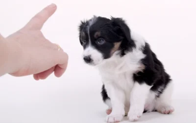 Sådan opdrager du din hund