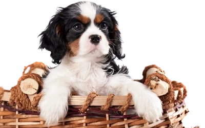 Legetøj til hundehvalp