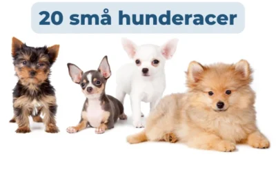 Lille familiehund
