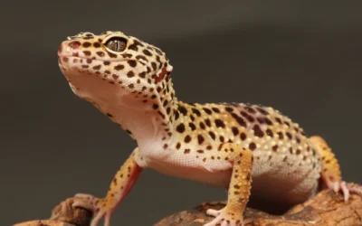 Gekko som kæledyr: Sådan passer du din nye ven