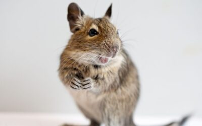 Degu som Kæledyr: Pleje, Træning og Sundhed