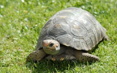 Alt om Landskildpadder som Kæledyr: Pleje, Habitat og Sundhed