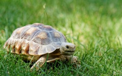 Alt om Lille Skildpadde som Kæledyr