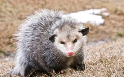 Alt om Opossum: Fascinerende Fakta og Pleje af Kæledyr