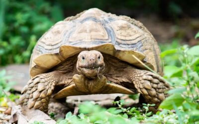 Små Skildpadder som Kæledyr: Pleje og Tips