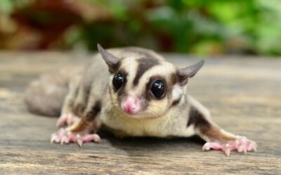 Sugar Glider: Den Perfekte Kæledyr